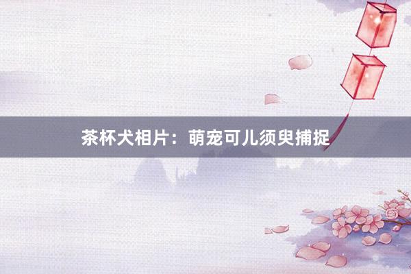 茶杯犬相片：萌宠可儿须臾捕捉